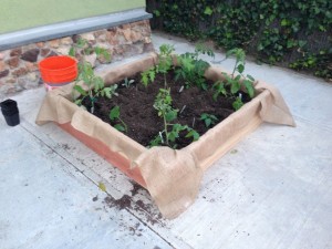 4x4 raised beds