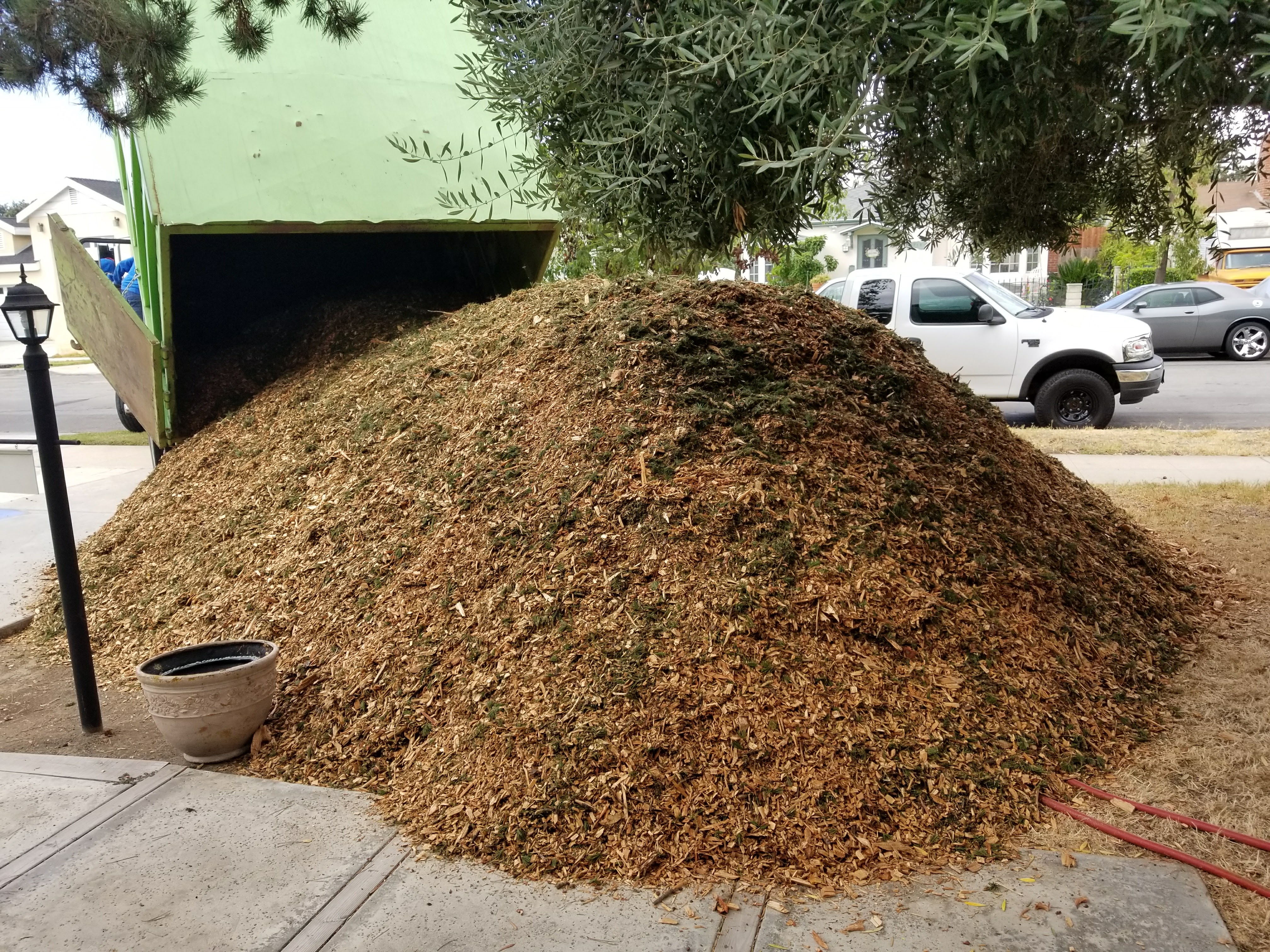 Moving and Getting to Know a New Garden in Zone 10 Bloom Dammit!