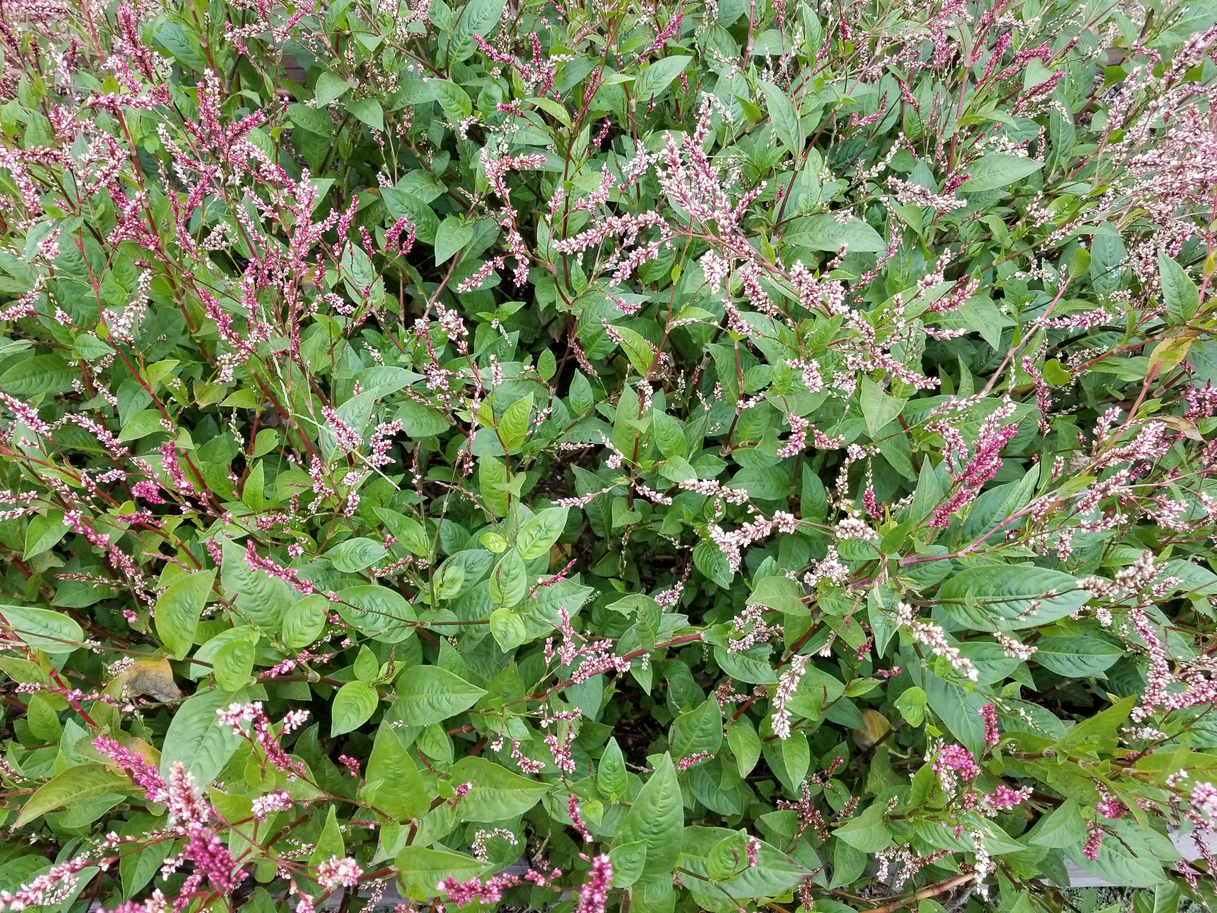 Indigo growing in southern california